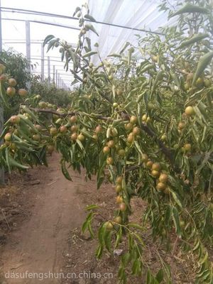 大荔冬棗冬棗/滁州大荔冬棗大荔哪個(gè)鎮(zhèn)