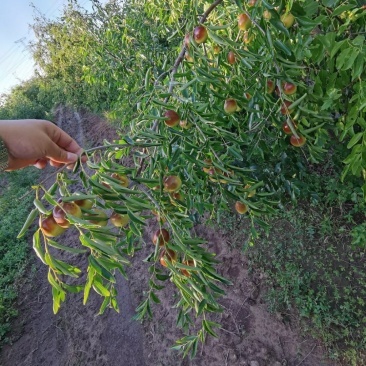 [冬棗批發]河北滄州黃驊市鮮棗 8.00元/斤黃驊脆冬棗 批發 _ 一畝田