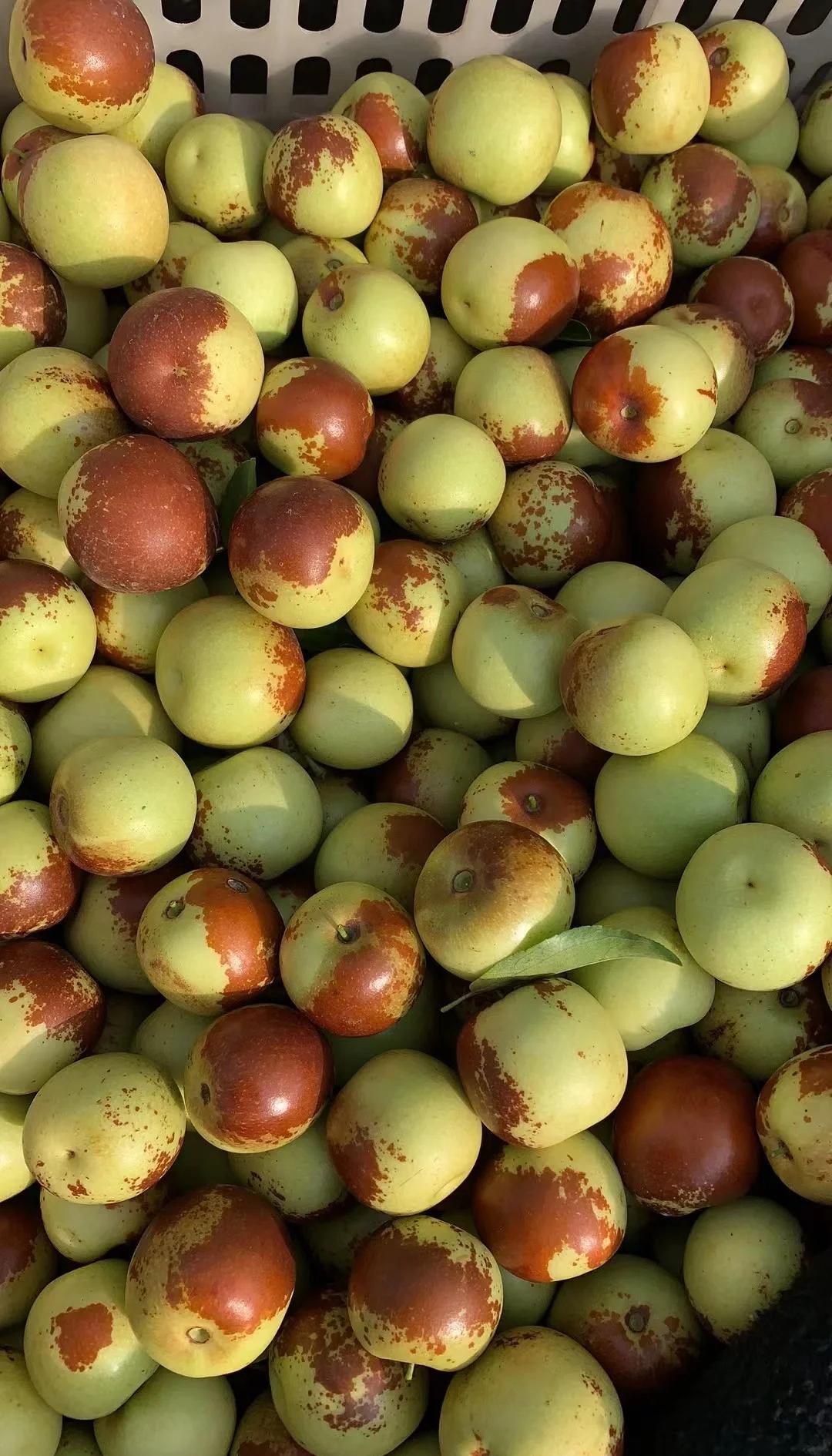 黃驊冬棗鮮到爆！舌尖速遞，領略冰甜脆爽的秋日珍饈